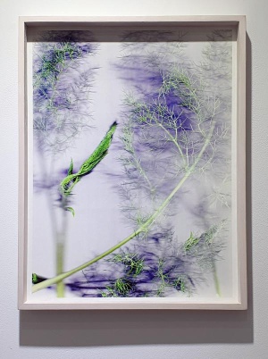 Miryeon Kim, Spatial Plants in DMZ II, 2021, Scanografie, Pigment print on rice paper, 43,5 x 33,1 cm